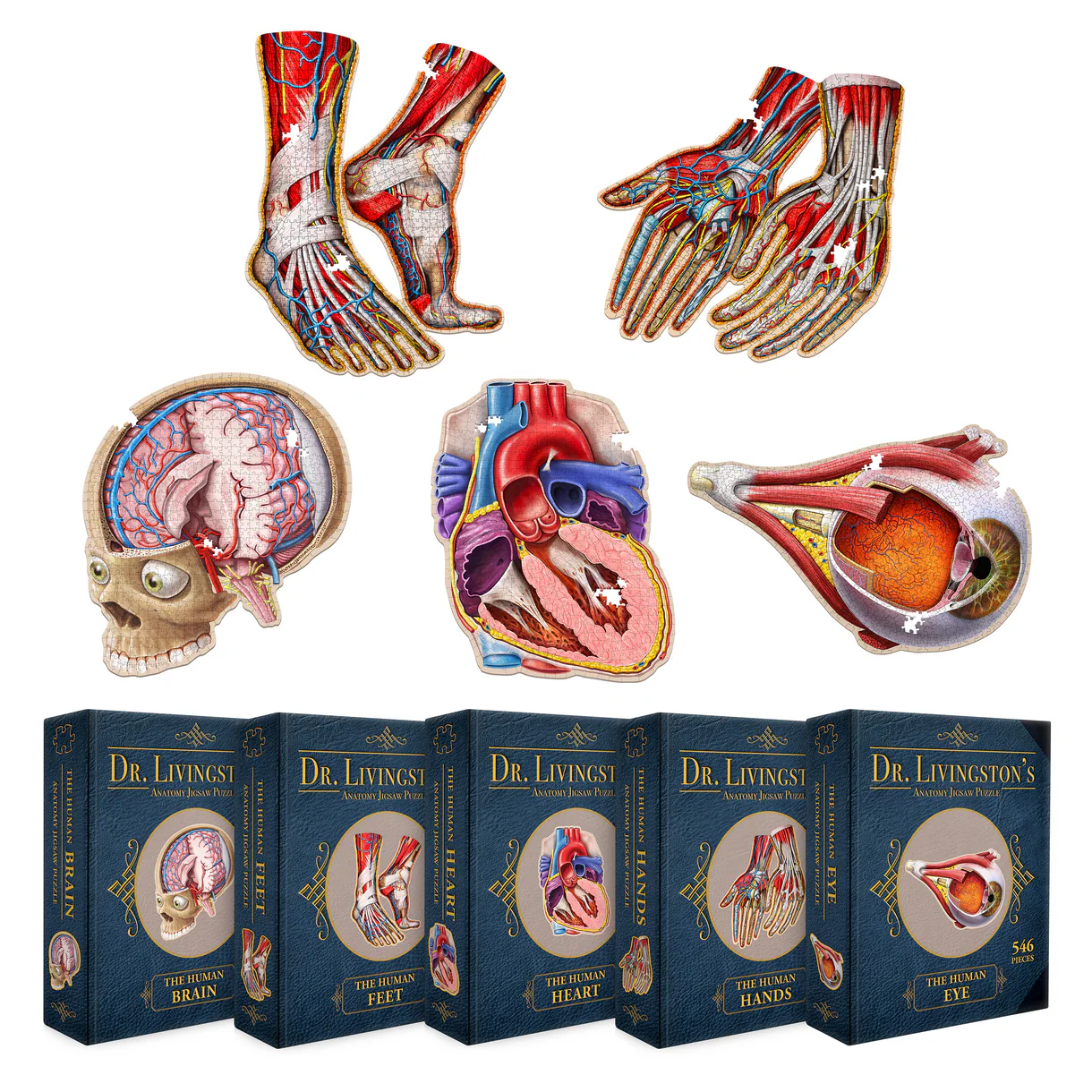 Human Organ Bundle- Dr. Livingston's Anatomy Puzzles