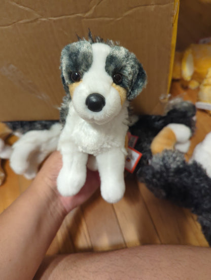 Steward Australian shepherd