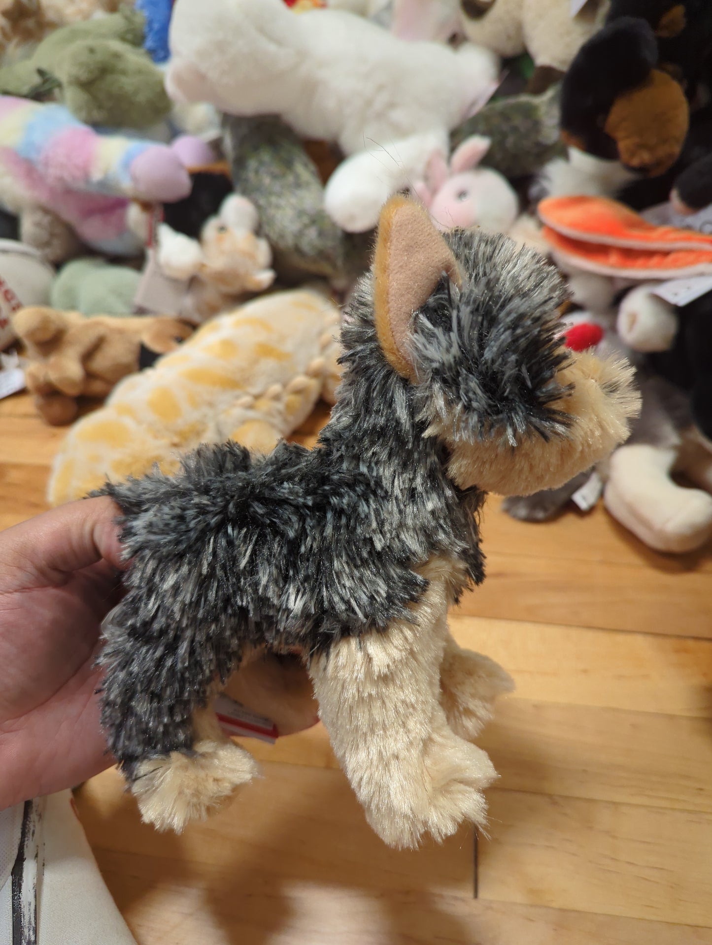 Yonkers Yorkie