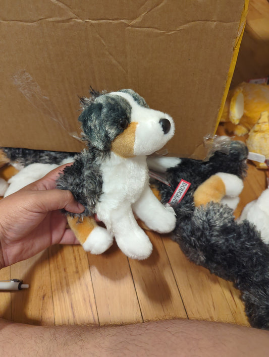 Steward Australian shepherd