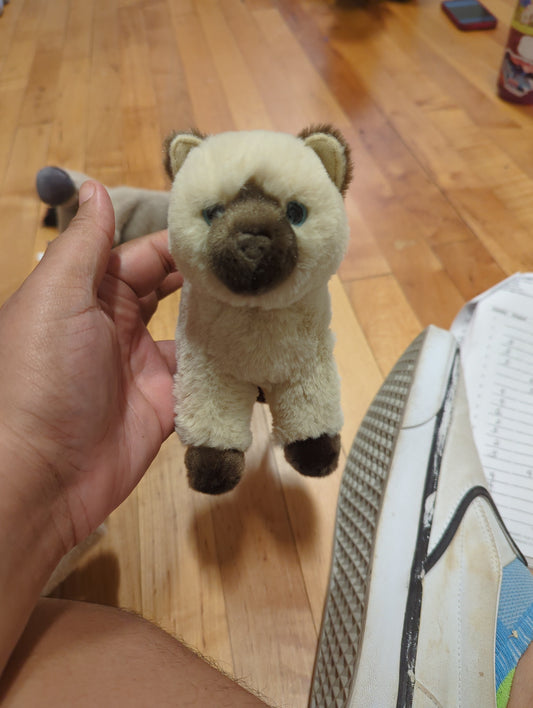 Hilda Himalayan Cat