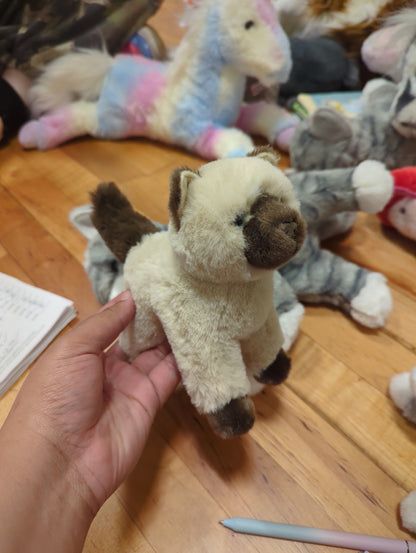 Hilda Himalayan Cat