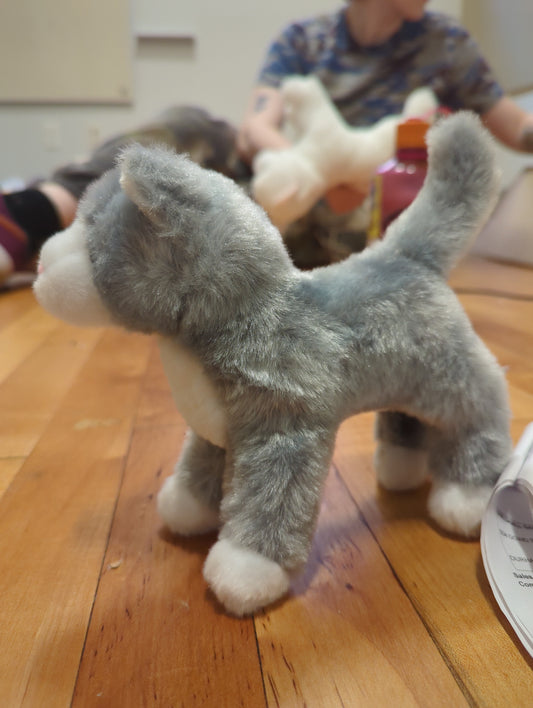 Scatter Gray Cat