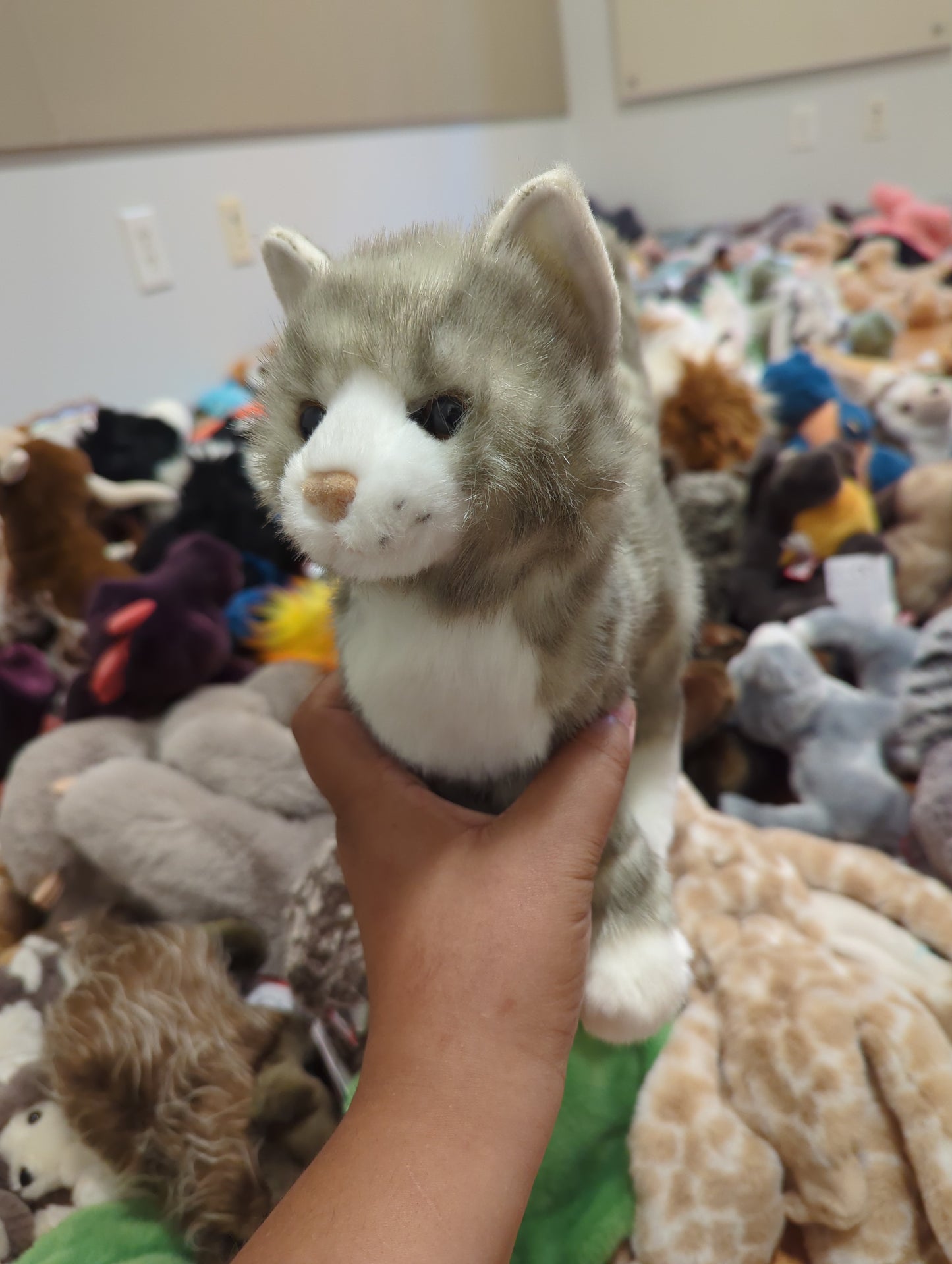 Zipper Gray Tabby Cat