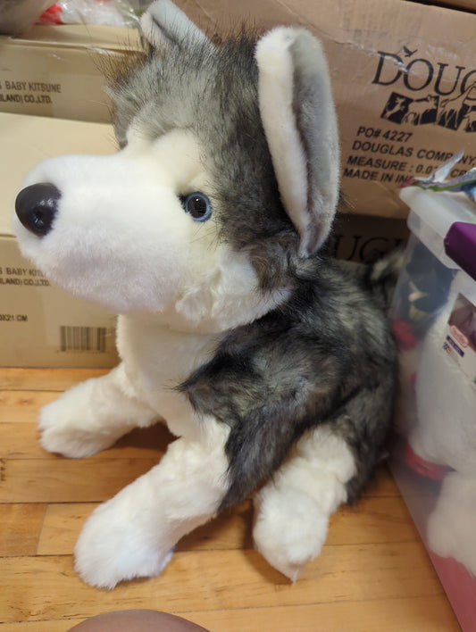 Lobo Husky