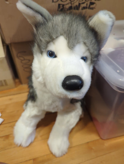Lobo Husky